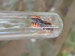 Rhodanthidium sticticum