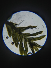 Fissidens crispus
