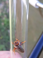 Rhodanthidium sticticum