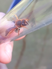 Rhodanthidium sticticum