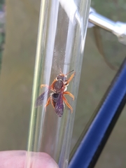 Rhodanthidium sticticum