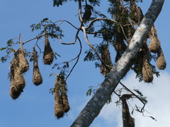 Psarocolius montezuma