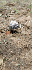 Coprinus xerophilus