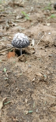 Coprinus xerophilus