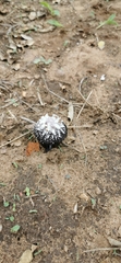 Coprinus xerophilus