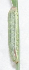 Spodoptera triturata
