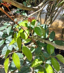 Cissus paullinifolia