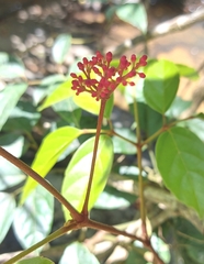 Cissus paullinifolia