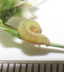 Spodoptera triturata