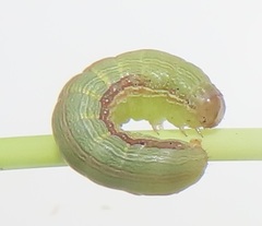 Spodoptera triturata