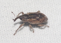 Notiodes aeratus