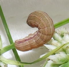Spodoptera triturata
