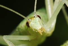 Oecanthus alexanderi