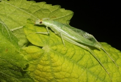 Oecanthus alexanderi