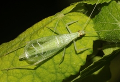 Oecanthus alexanderi