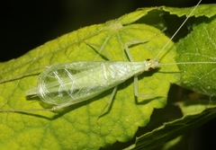 Oecanthus alexanderi