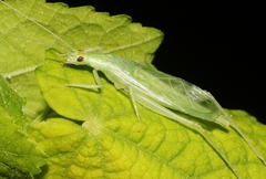 Oecanthus alexanderi