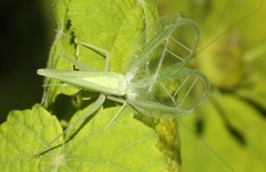 Oecanthus alexanderi