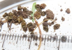 Spodoptera triturata