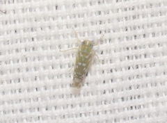 Diceratalebra interrogata