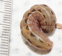 Spodoptera triturata