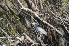 Nycticorax nycticorax