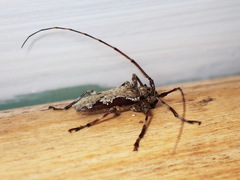 Oreodera bituberculata