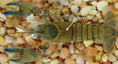 Faxonius cyanodigitus