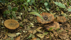 Sanguinoderma rude