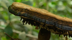 Sanguinoderma rude