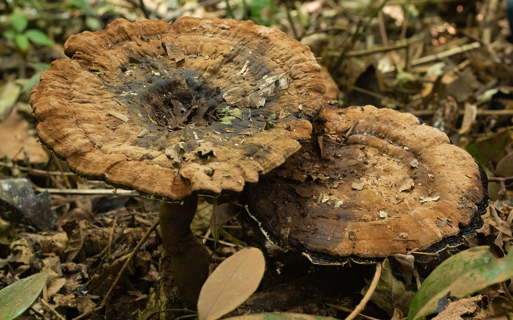 Sanguinoderma rude · January 2022 · photo: © deniszabin (iNaturalist, cc-by)