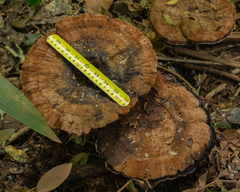 Sanguinoderma rude