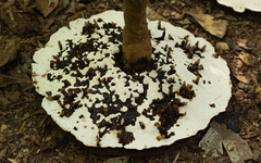 Sanguinoderma rude