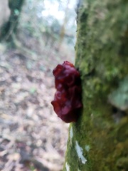 Auricularia heimuer