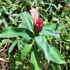 Costus atlanticus