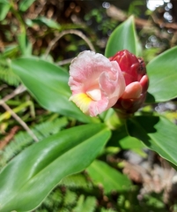 Costus atlanticus