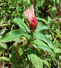 Costus atlanticus