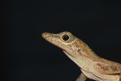 Anolis etheridgei