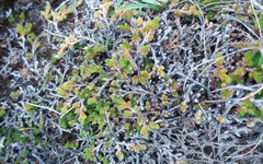 Selaginella dregei