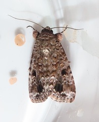 Spodoptera triturata