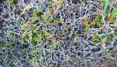Selaginella dregei
