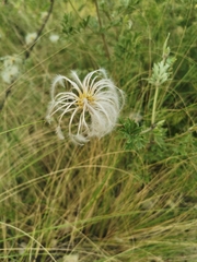 Clematis villosa stanleyi