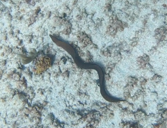 Gymnothorax miliaris