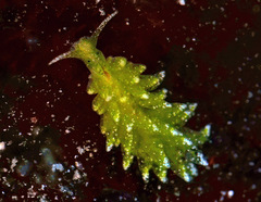 Sacoproteus thomasleei