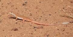 Acanthodactylus boskianus