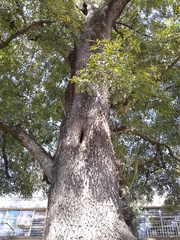 Fraxinus uhdei