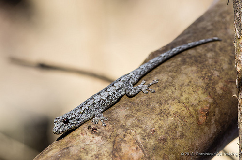 Blanc's Dwarf Gecko