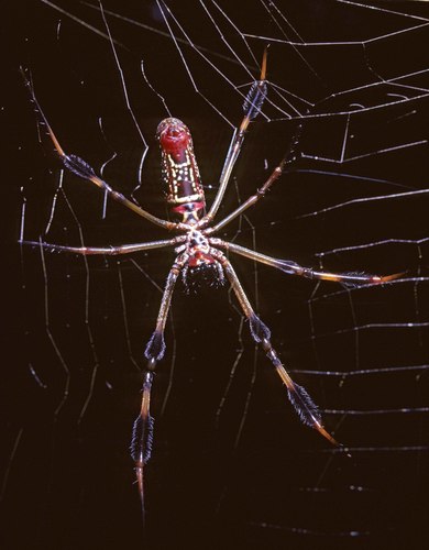 Trichonephila clavipes image