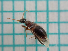 Hirticomus hispidus