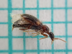 Hirticomus hispidus